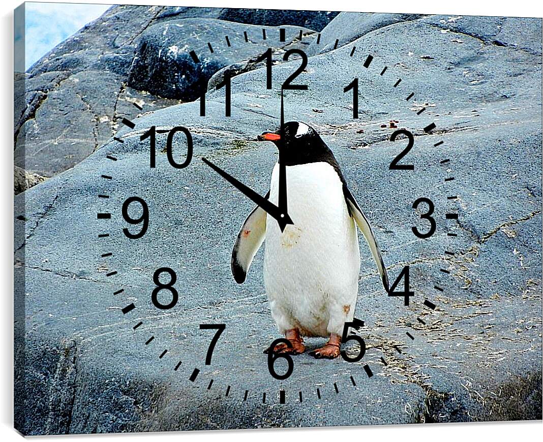Часы картина - Пингвин с красным клювом