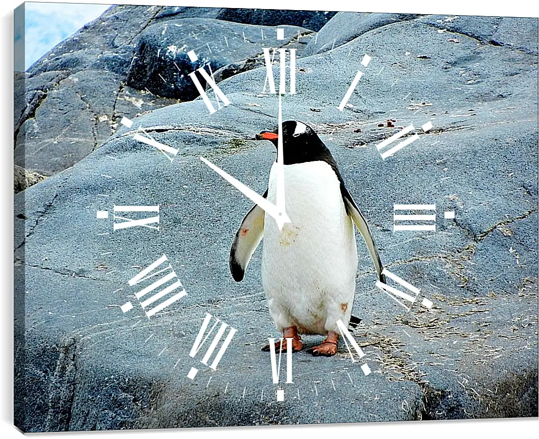 Часы картина - Пингвин с красным клювом