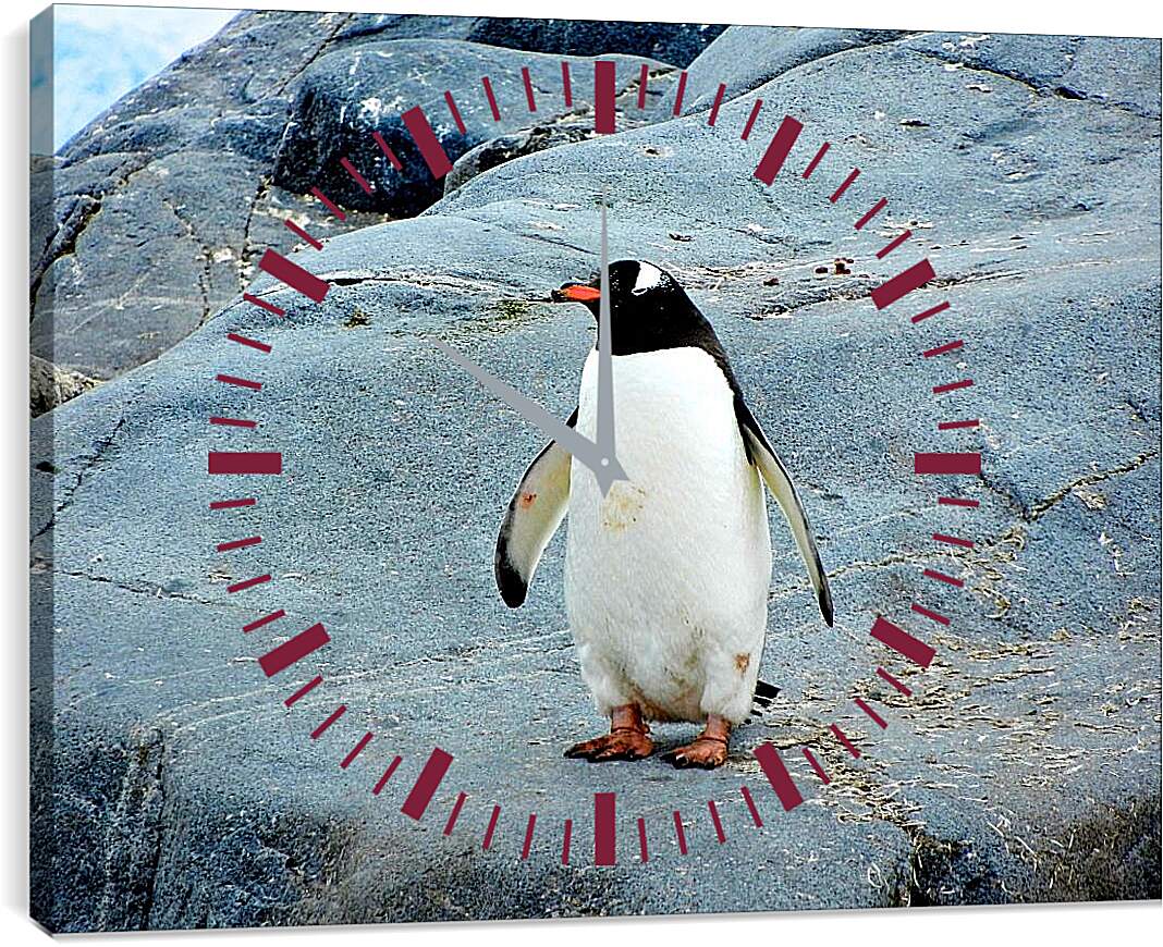 Часы картина - Пингвин с красным клювом