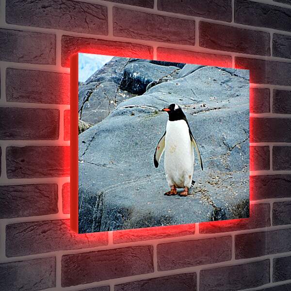 Лайтбокс световая панель - Пингвин с красным клювом