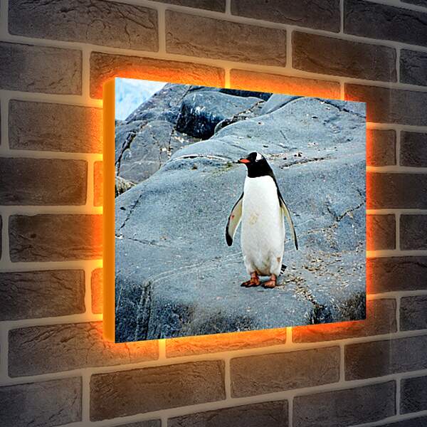 Лайтбокс световая панель - Пингвин с красным клювом