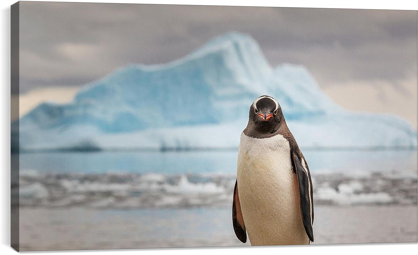 Постер и плакат - Пингвин на фоне Айсберга