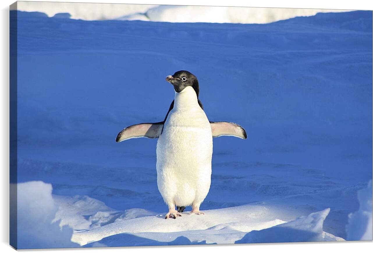 Постер и плакат - Пингвин на снегу