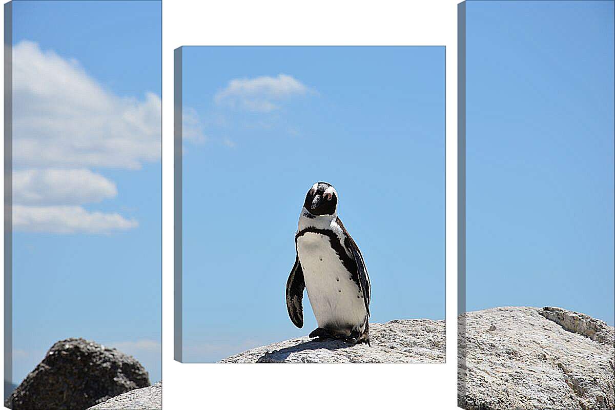 Модульная картина - Пингвин на камне
