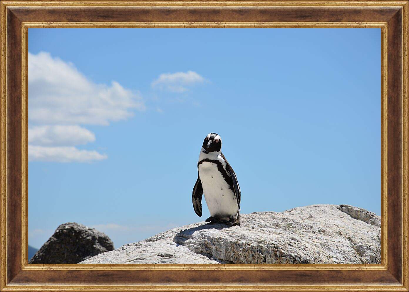 Картина в раме - Пингвин на камне