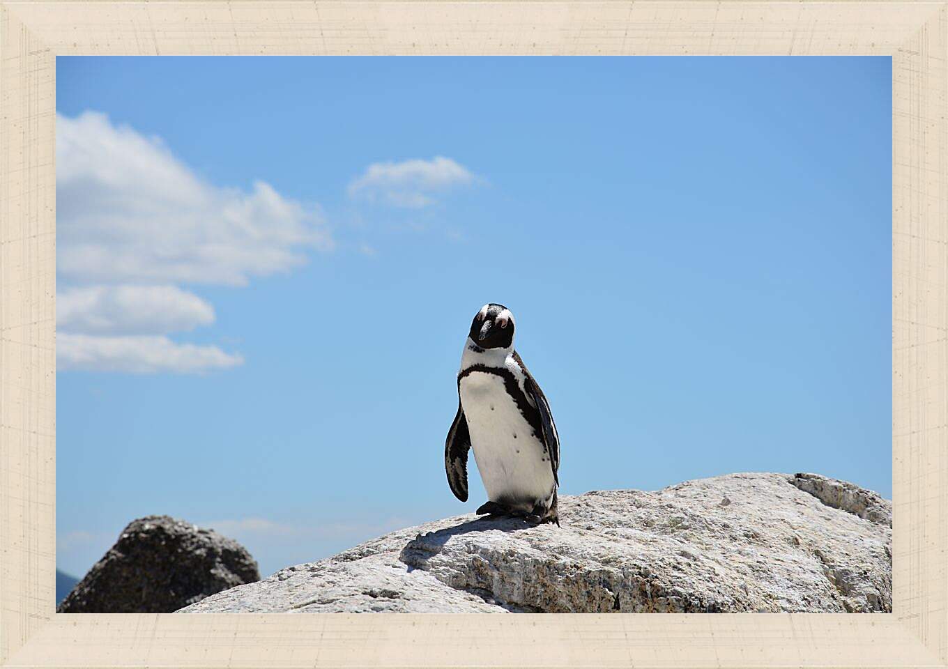 Картина в раме - Пингвин на камне