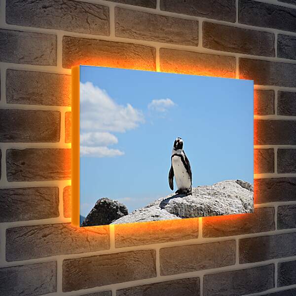Лайтбокс световая панель - Пингвин на камне