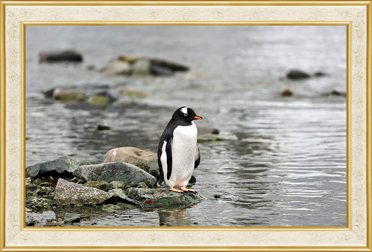 Картина в раме - Пингвин на камнях