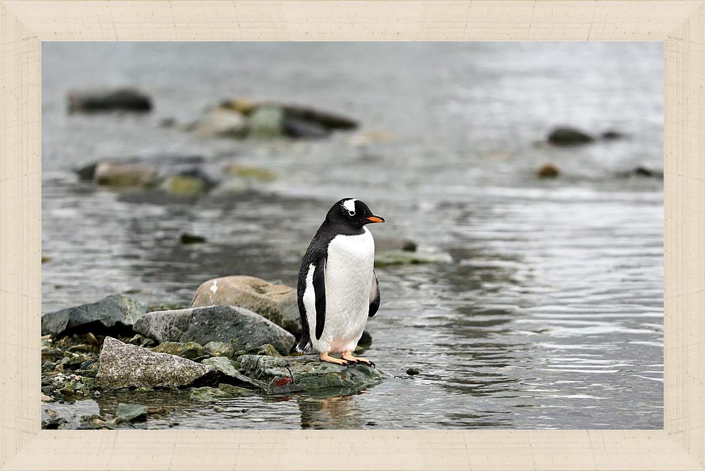 Картина в раме - Пингвин на камнях