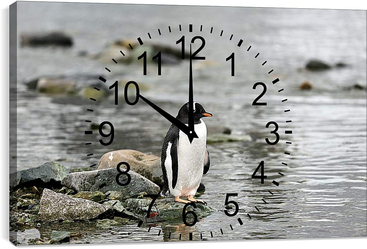 Часы картина - Пингвин на камнях
