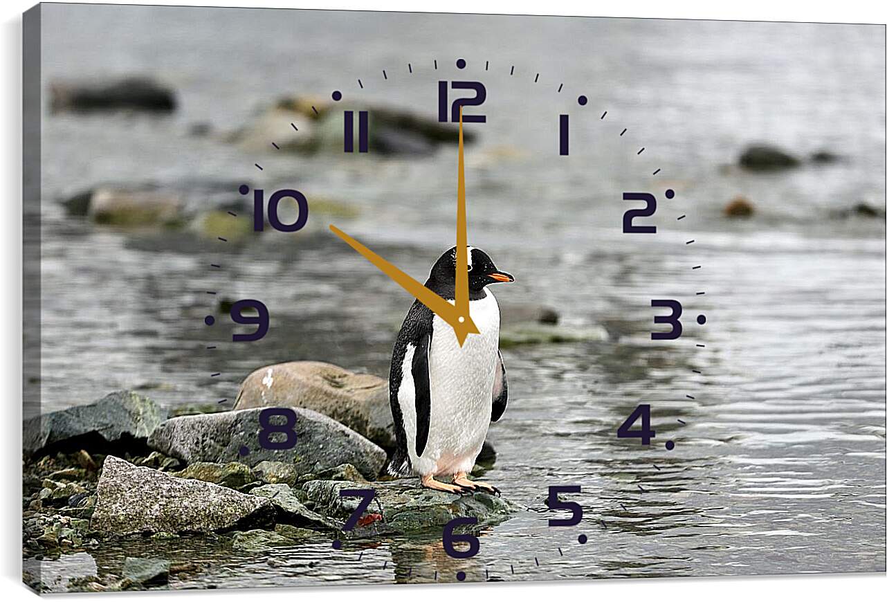Часы картина - Пингвин на камнях