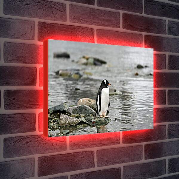 Лайтбокс световая панель - Пингвин на камнях