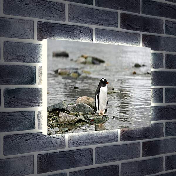 Лайтбокс световая панель - Пингвин на камнях
