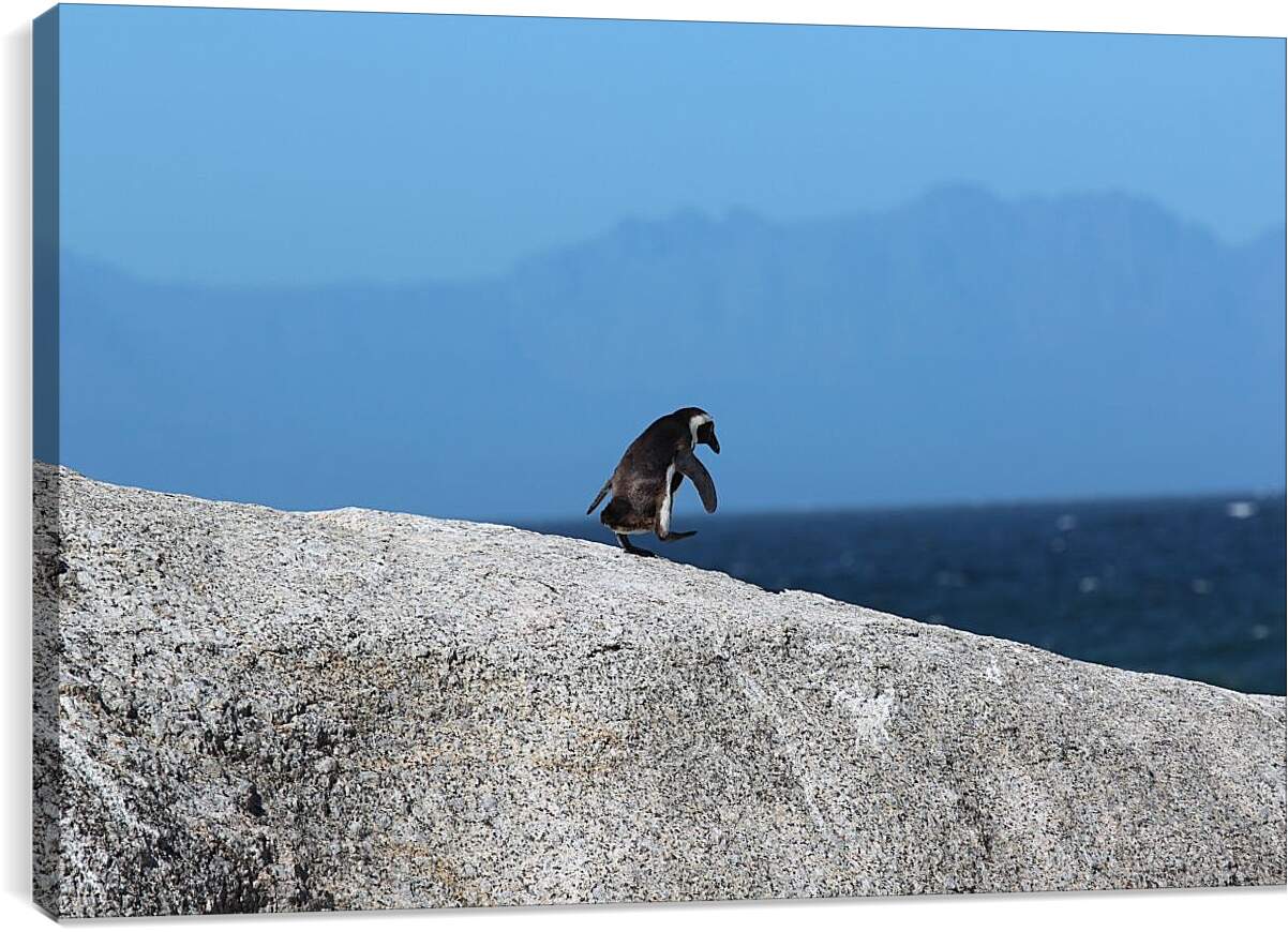 Постер и плакат - Пингвин на скале