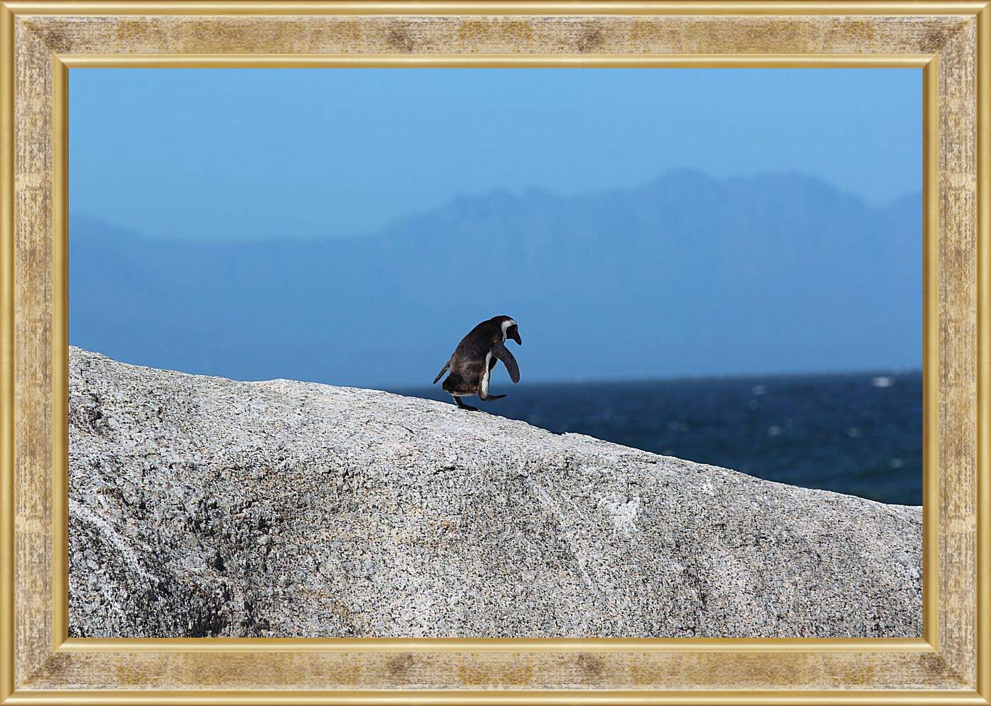 Картина в раме - Пингвин на скале