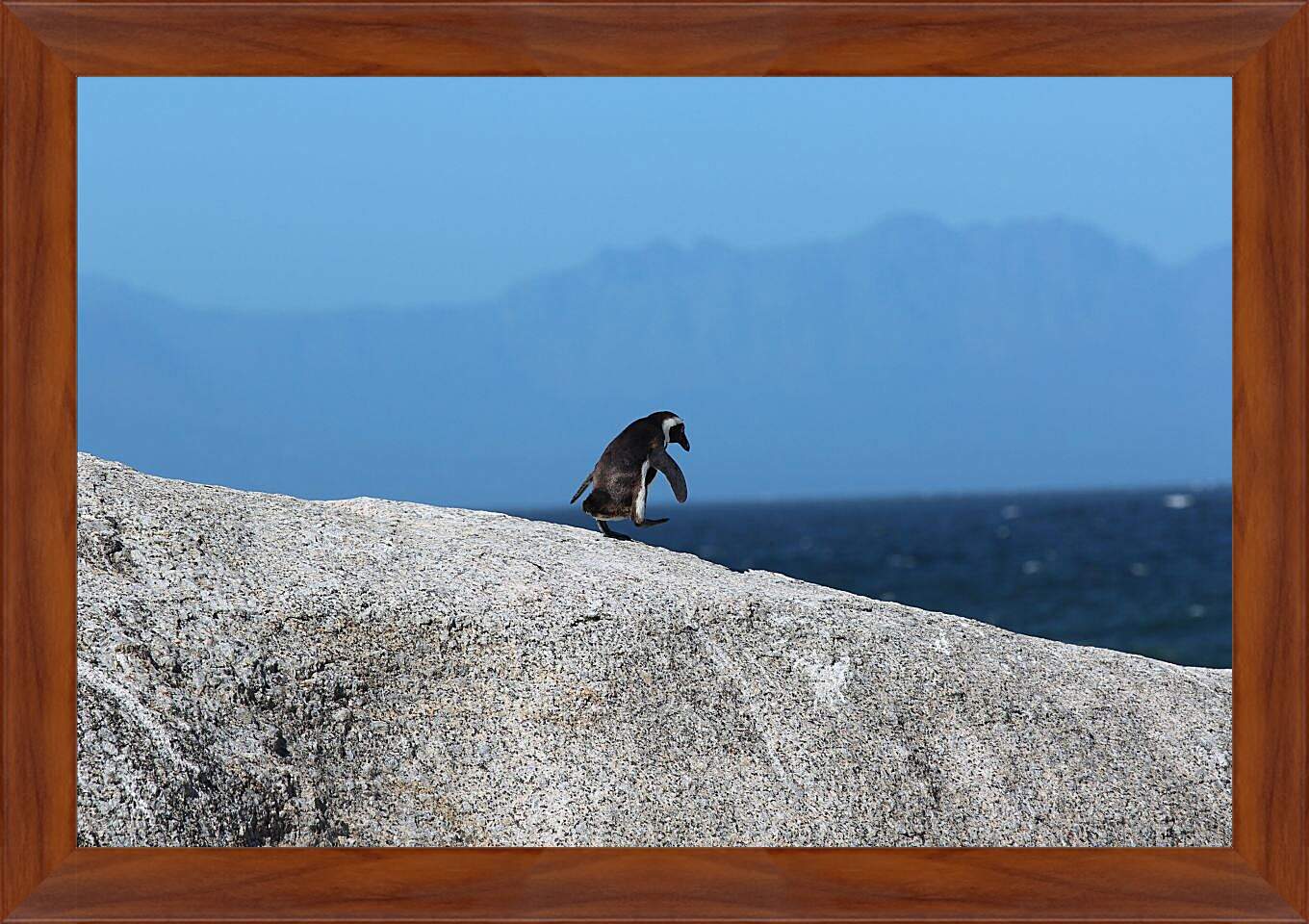 Картина в раме - Пингвин на скале