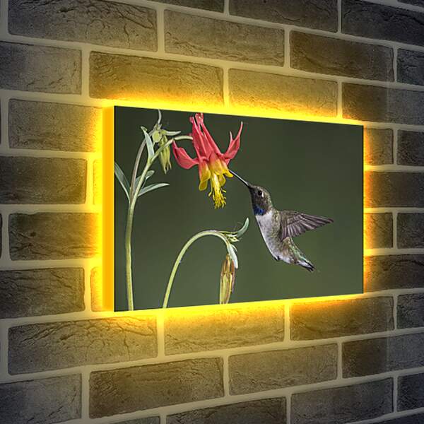 Лайтбокс световая панель - Колибри