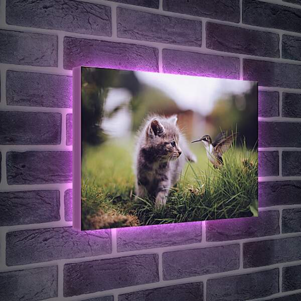 Лайтбокс световая панель - Колибри и котёнок