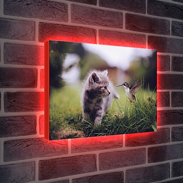 Лайтбокс световая панель - Колибри и котёнок