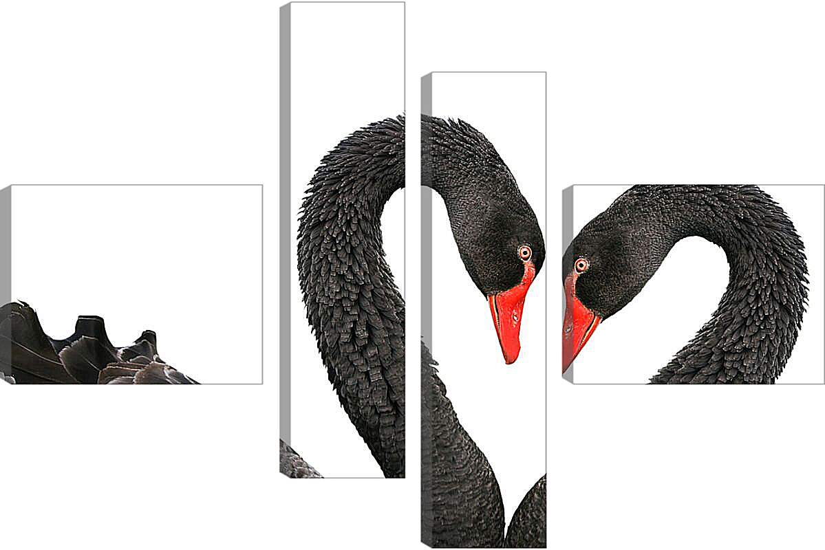 Модульная картина - Два чёрных лебедя
