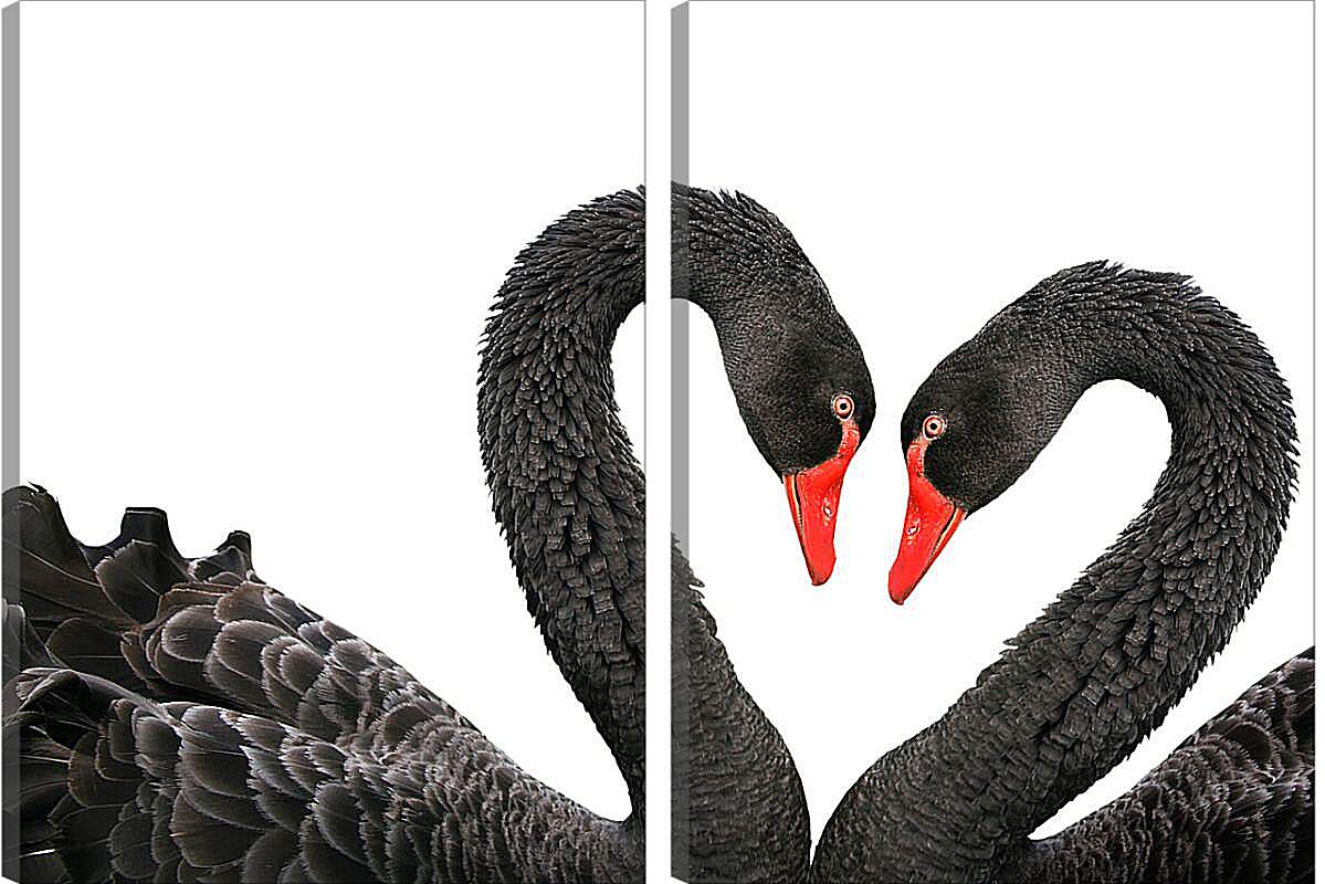 Модульная картина - Два чёрных лебедя