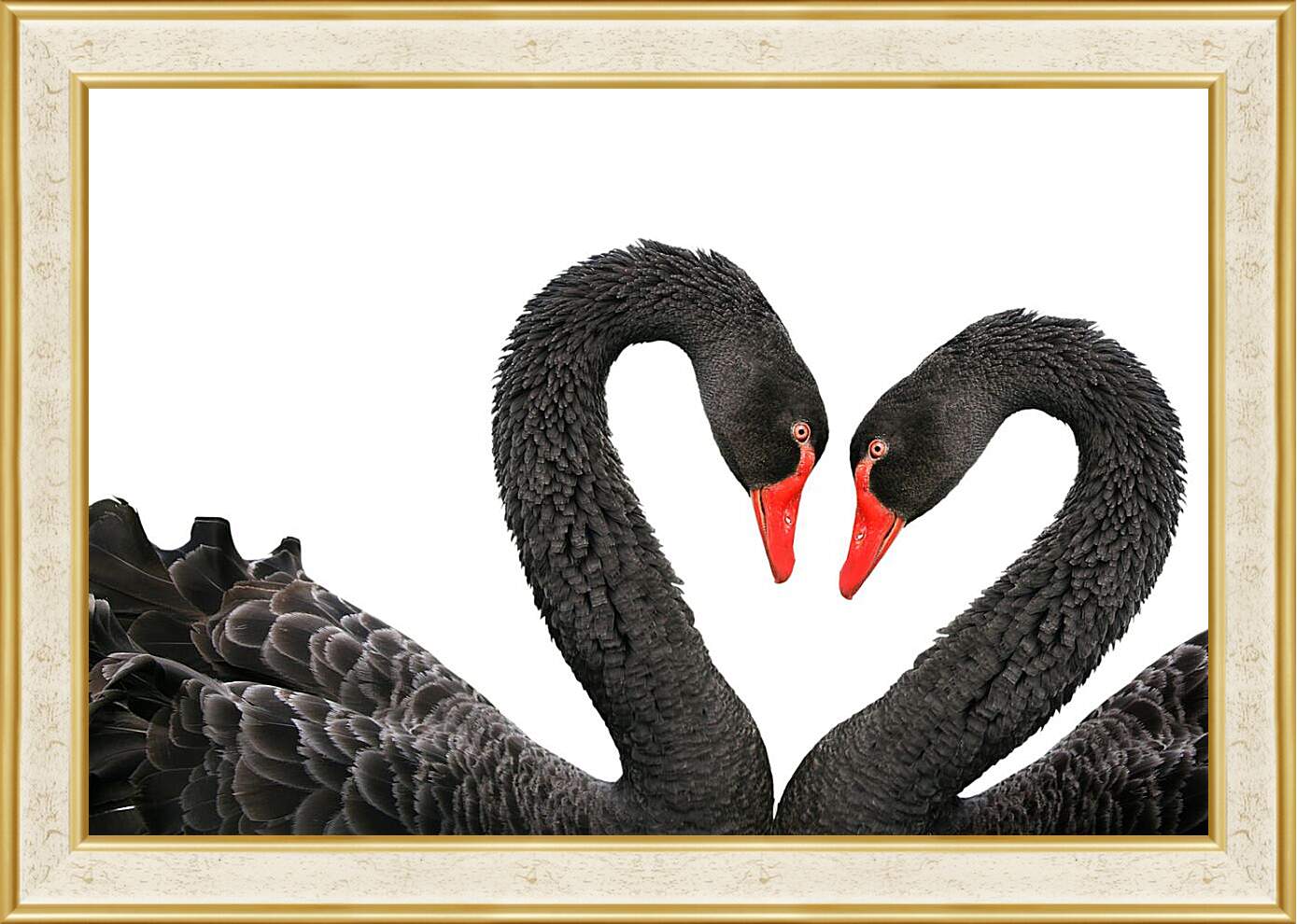 Картина в раме - Два чёрных лебедя