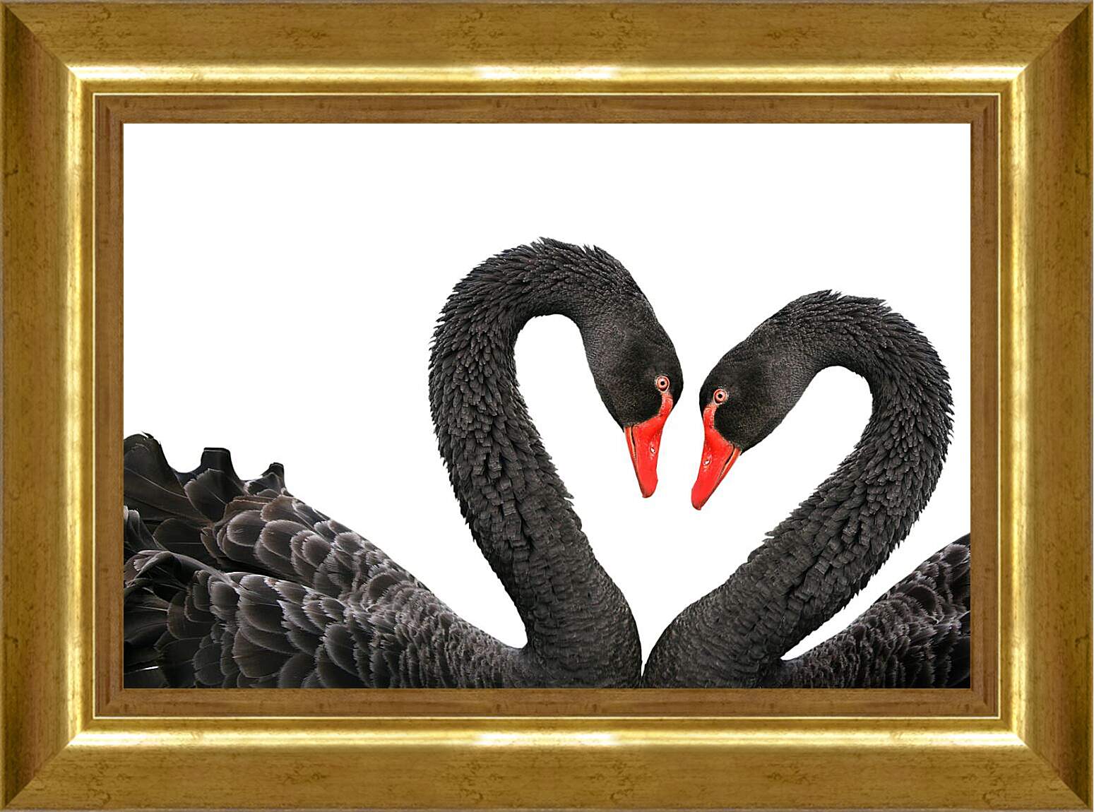 Картина в раме - Два чёрных лебедя