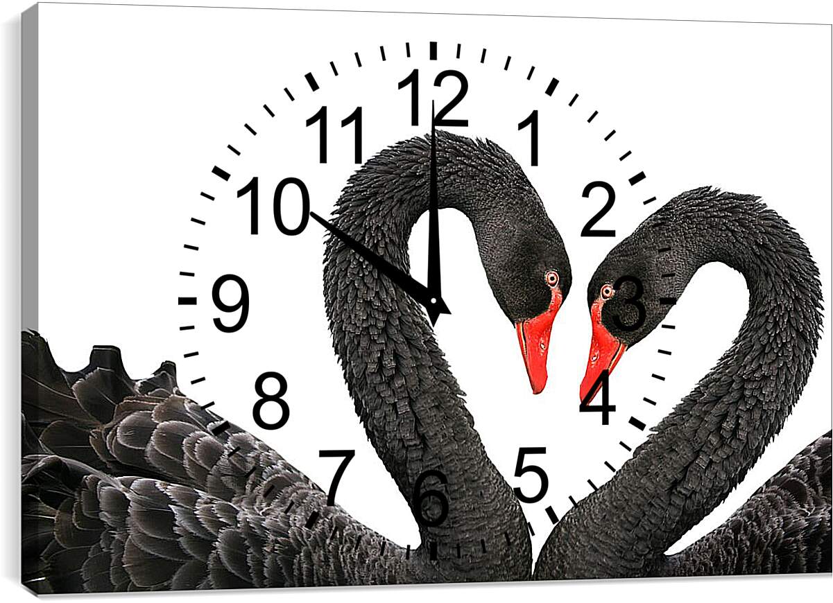 Часы картина - Два чёрных лебедя