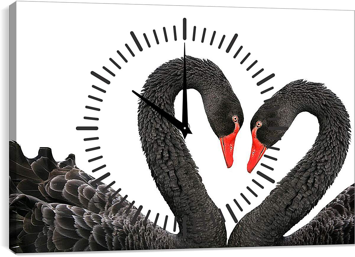 Часы картина - Два чёрных лебедя