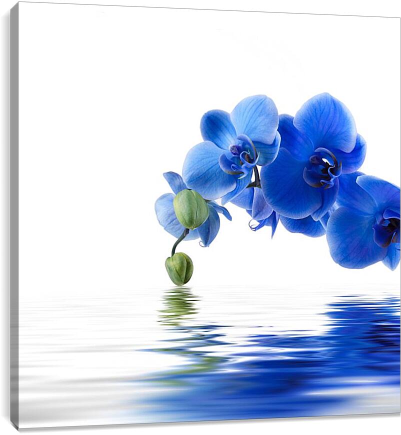 Постер и плакат - Синяя орхидея