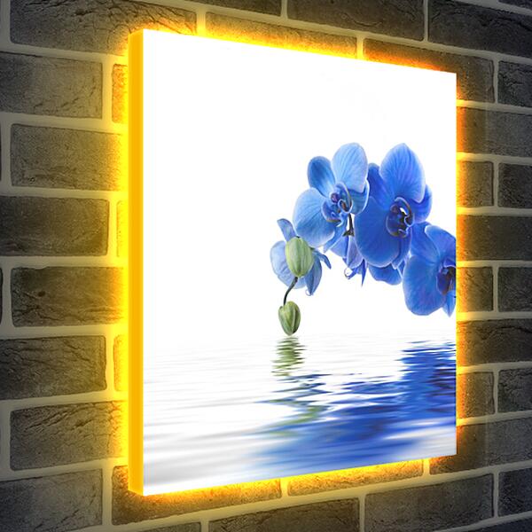 Лайтбокс световая панель - Синяя орхидея