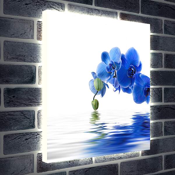Лайтбокс световая панель - Синяя орхидея