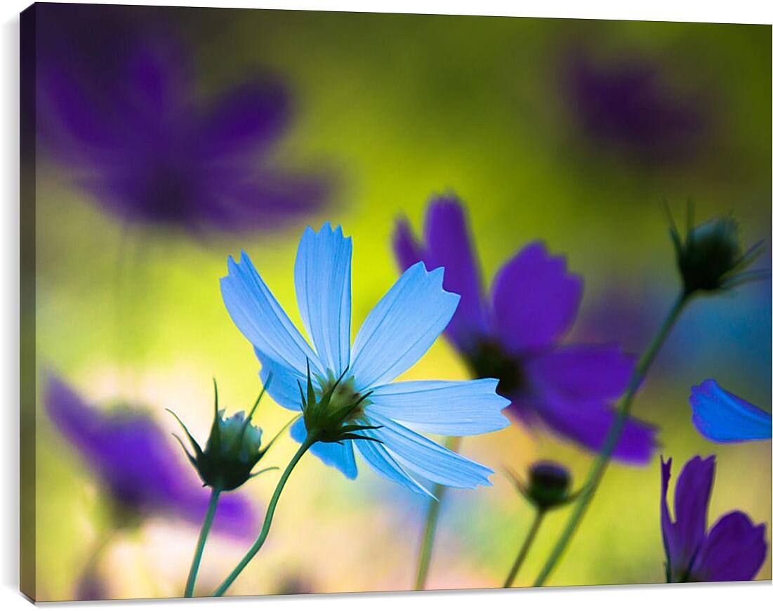 Постер и плакат - Голубые и фиолетовые цветы космеи