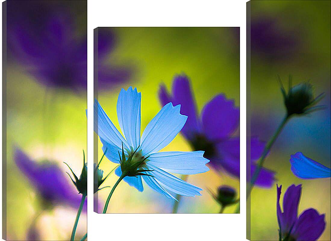 Модульная картина - Голубые и фиолетовые цветы космеи