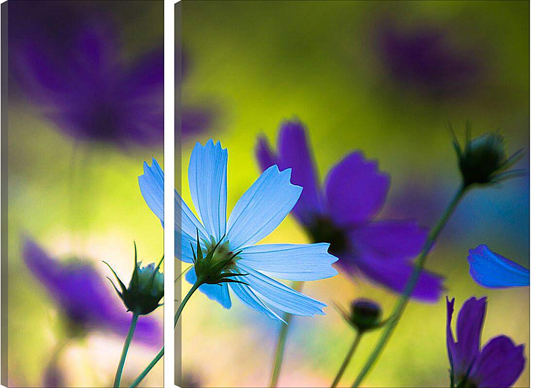 Модульная картина - Голубые и фиолетовые цветы космеи