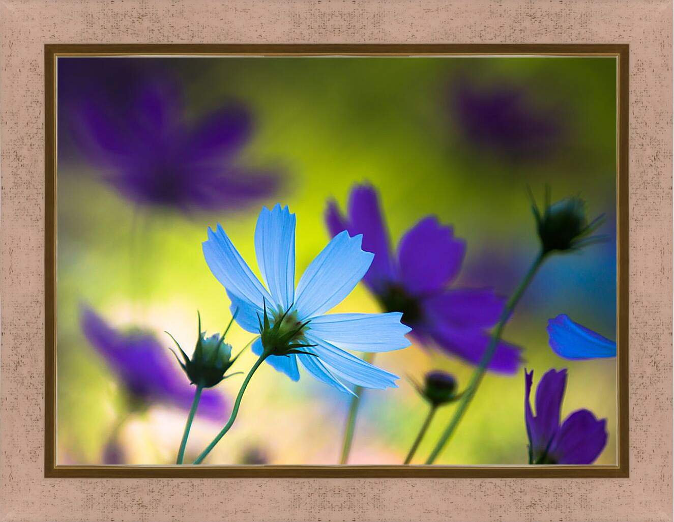 Картина в раме - Голубые и фиолетовые цветы космеи