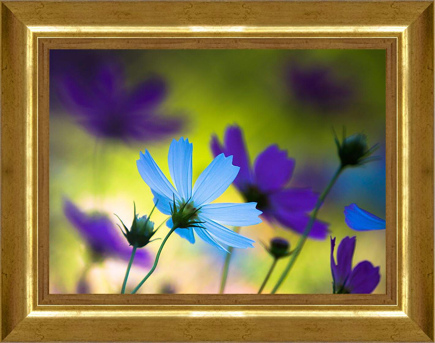 Картина в раме - Голубые и фиолетовые цветы космеи