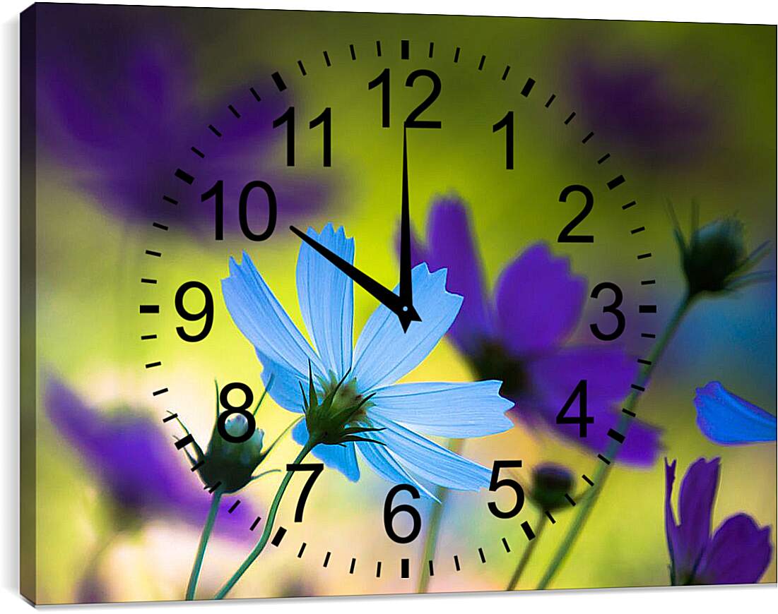 Часы картина - Голубые и фиолетовые цветы космеи