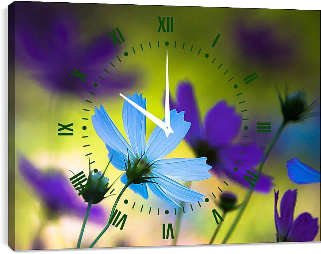 Часы картина - Голубые и фиолетовые цветы космеи