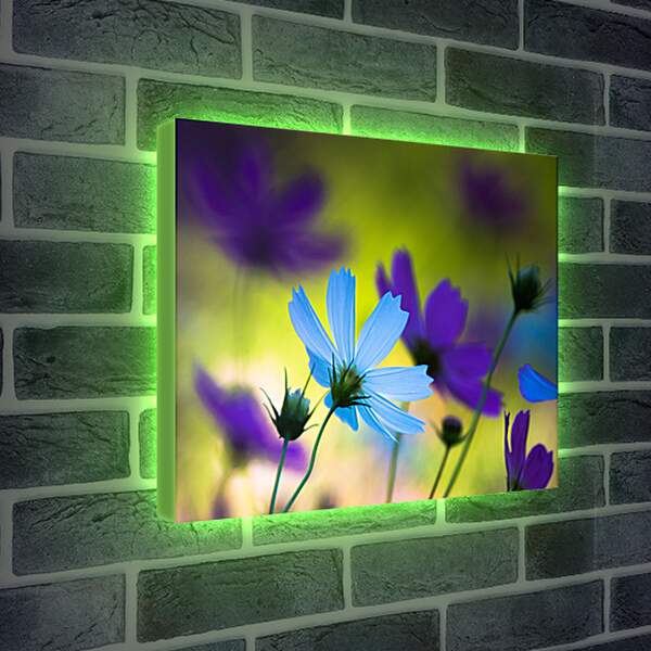 Лайтбокс световая панель - Голубые и фиолетовые цветы космеи