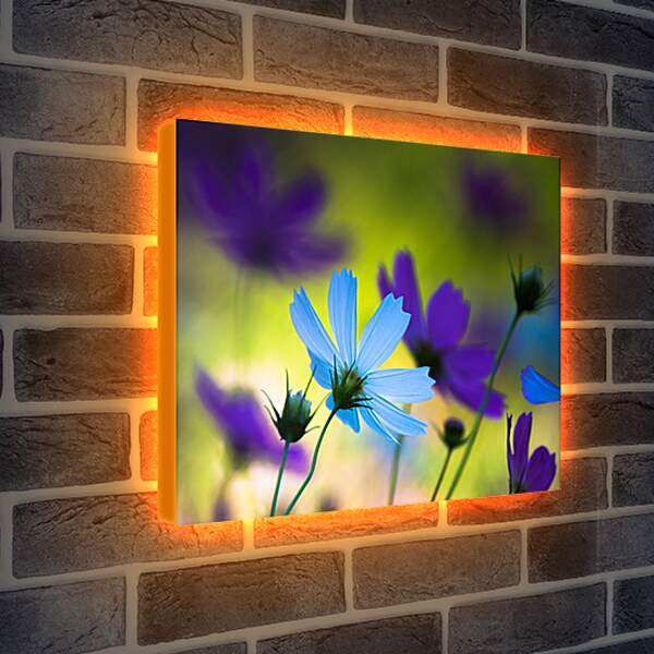 Лайтбокс световая панель - Голубые и фиолетовые цветы космеи