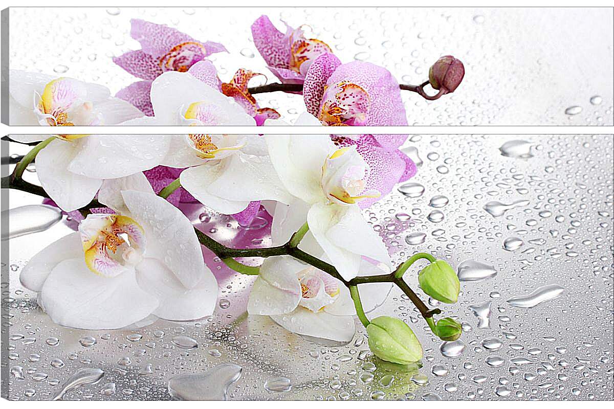Модульная картина - Две веточки орхидей