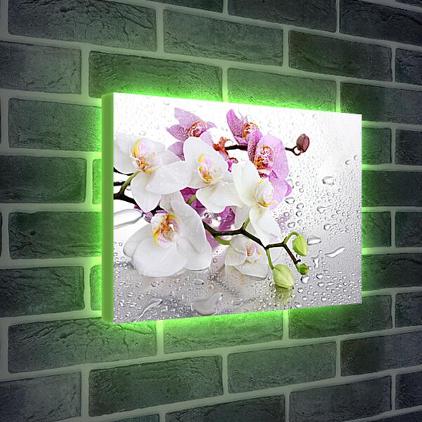 Лайтбокс световая панель - Две веточки орхидей