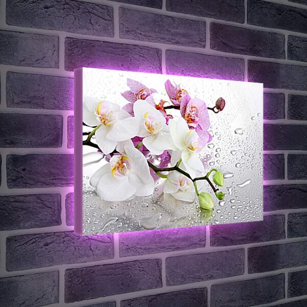 Лайтбокс световая панель - Две веточки орхидей