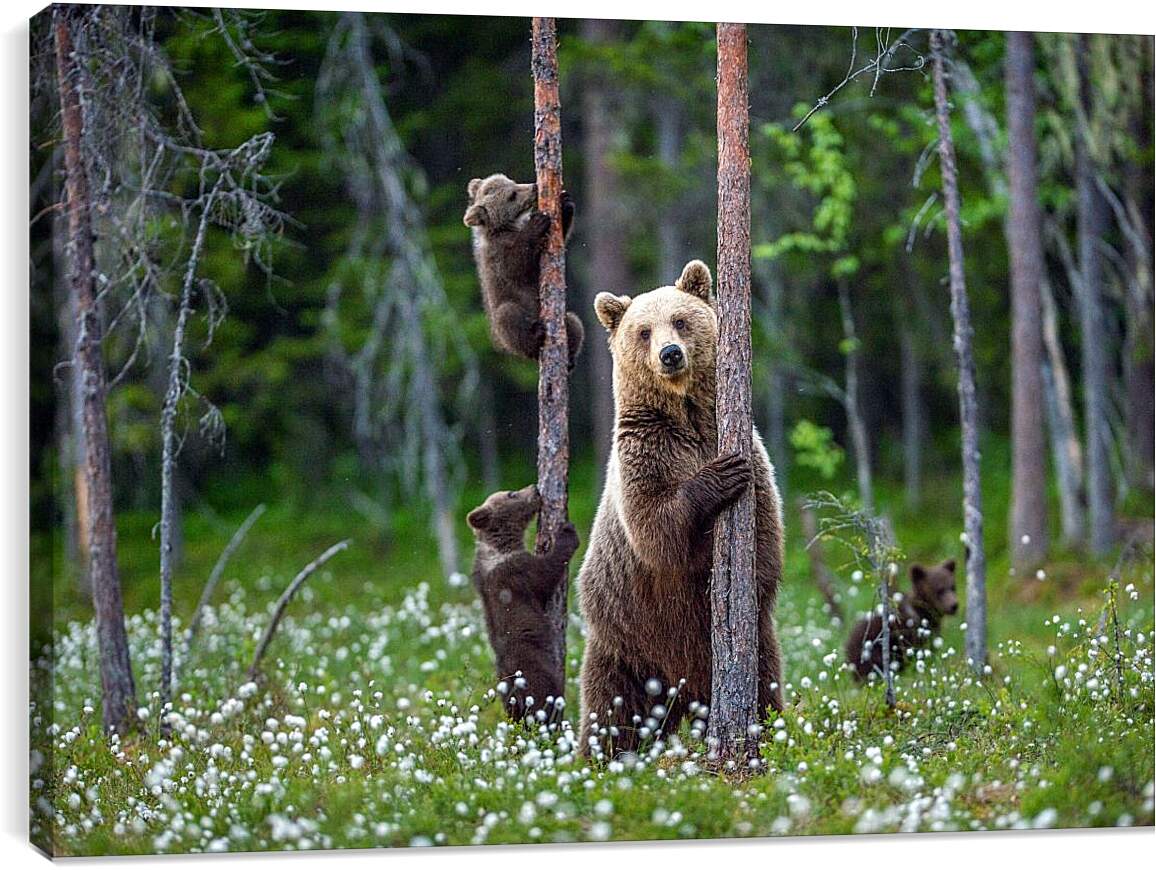 Постер и плакат - Медведица и три медвежонка