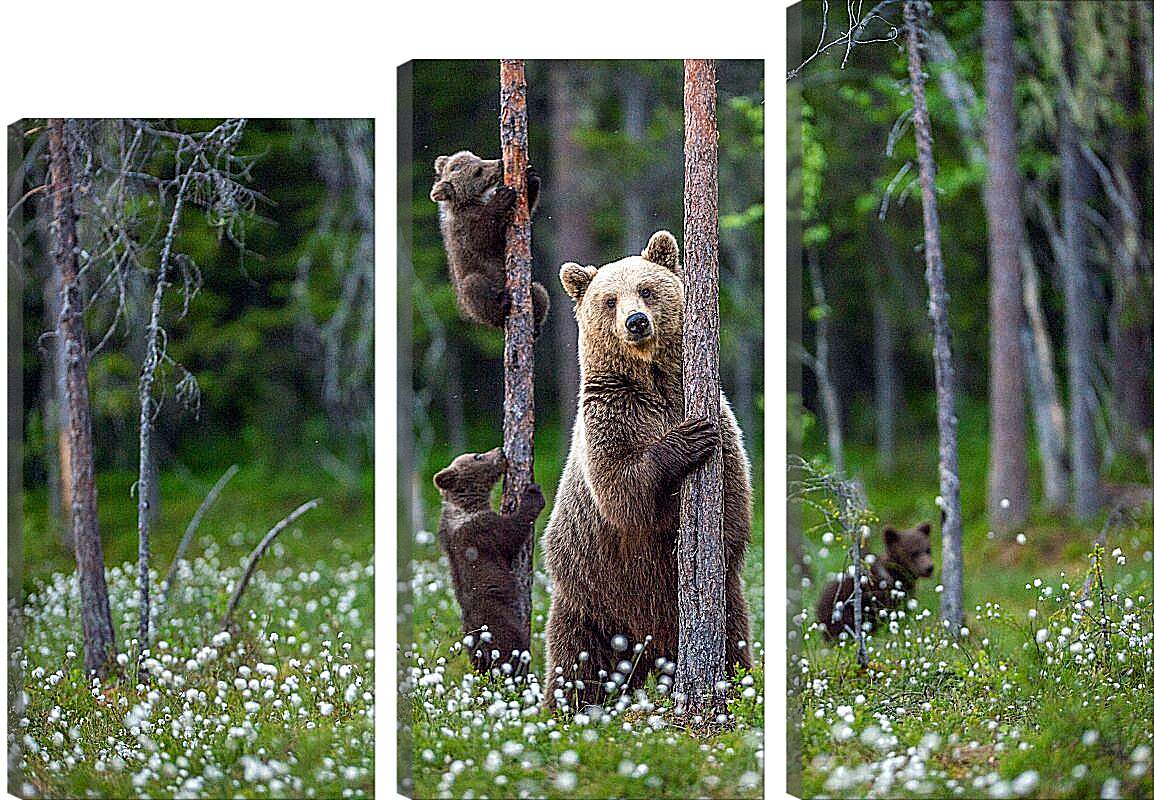 Модульная картина - Медведица и три медвежонка