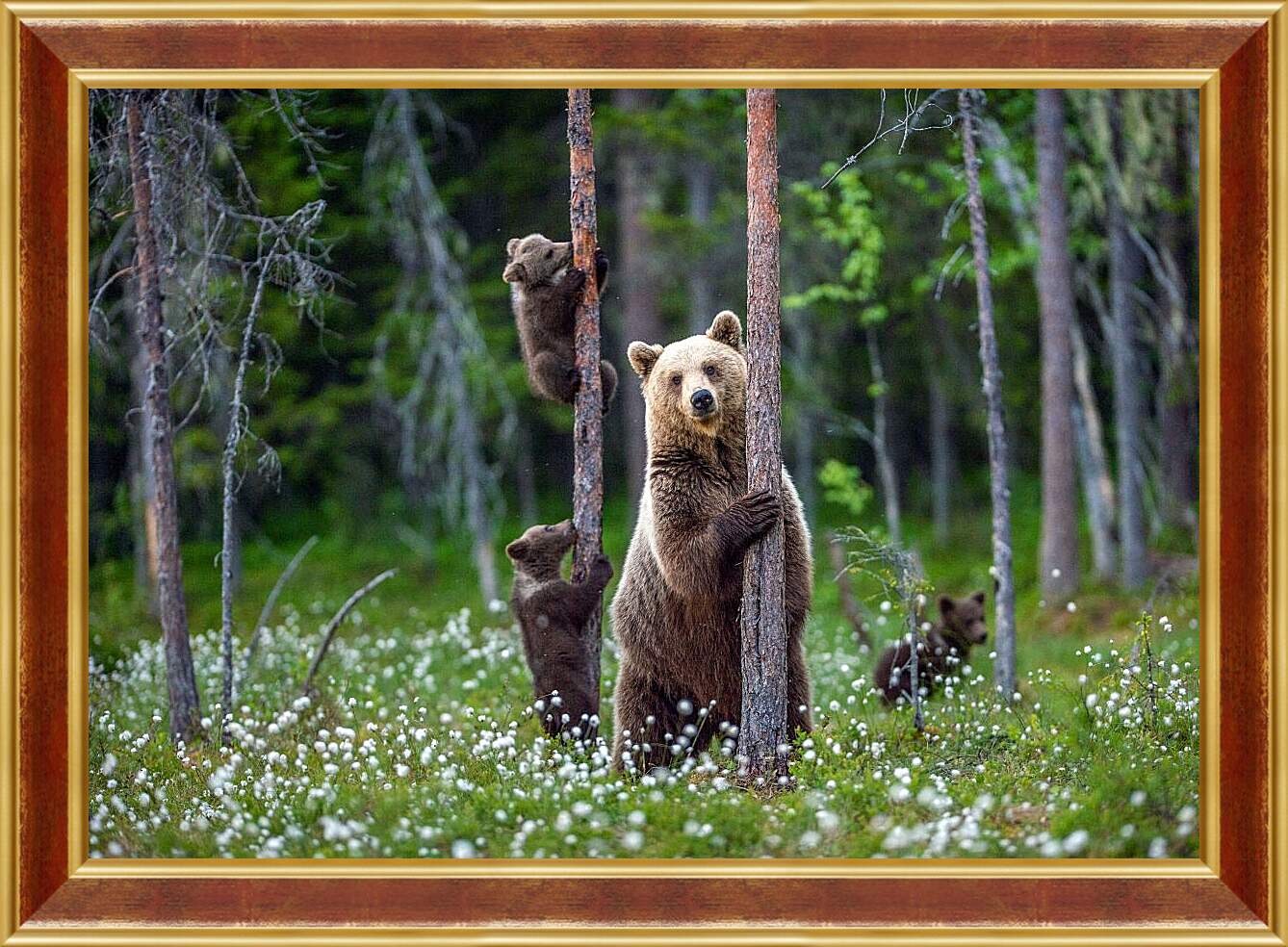 Картина в раме - Медведица и три медвежонка