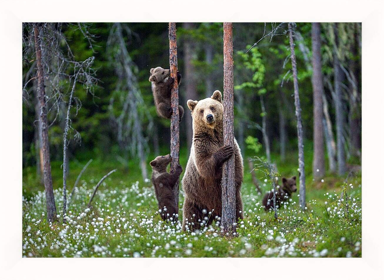 Картина в раме - Медведица и три медвежонка