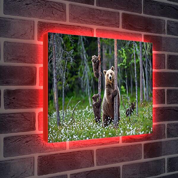 Лайтбокс световая панель - Медведица и три медвежонка