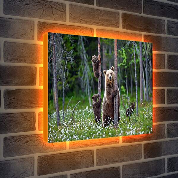 Лайтбокс световая панель - Медведица и три медвежонка